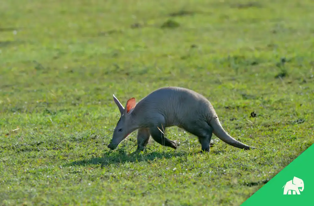 All About Aardvarks: The Fascinating Creature You Need to Know