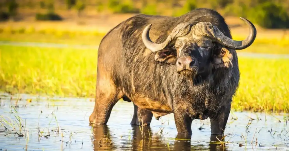 All you Need to Know about the Mighty Cape Buffalo - Natural World Life