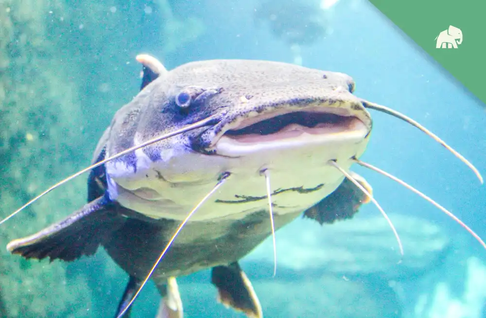 Do Catfish Have Backbones? Everything You Need to Know!