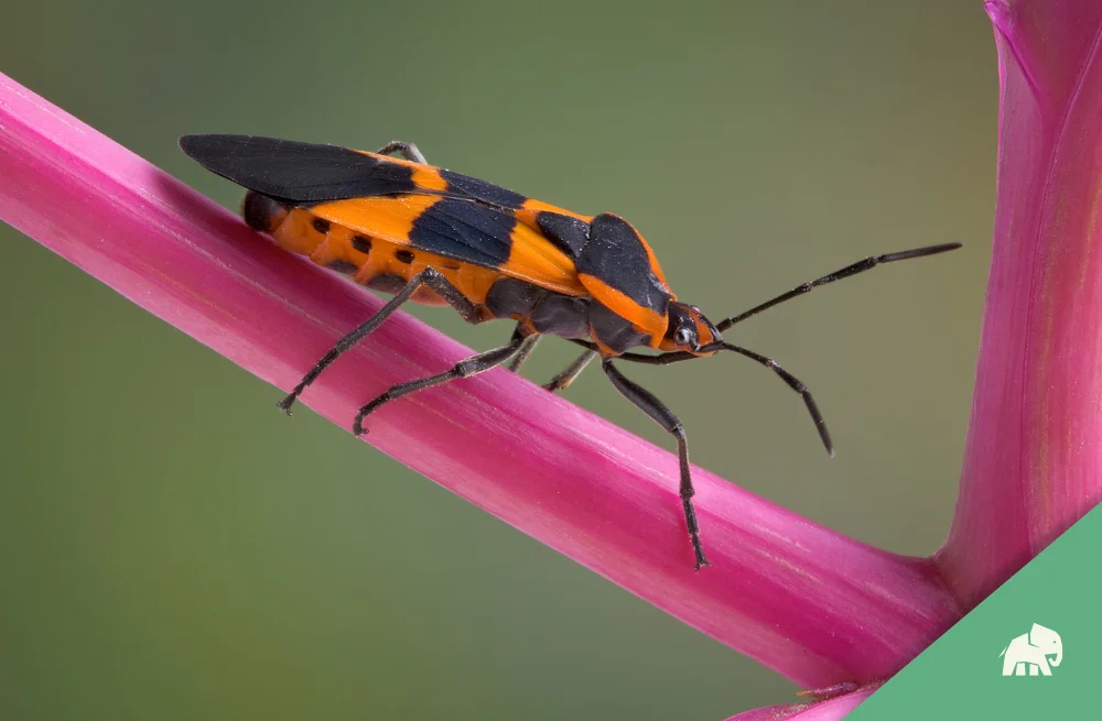 From Egg to Adult: The Life Cycle of the Milkweed Bug