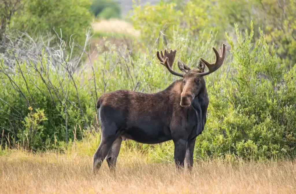 what-sound-does-a-moose-make-listen-here