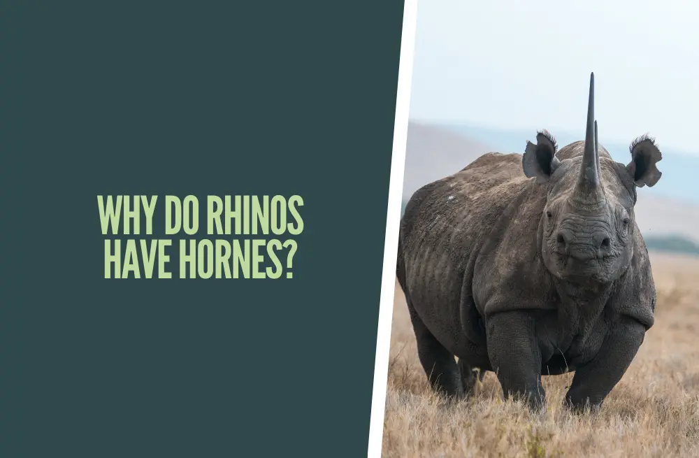 Why Rhinos have Horns? Here's why