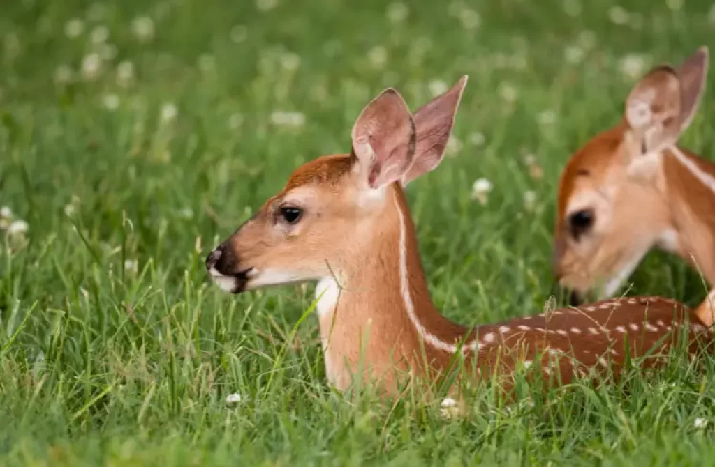 Do Deer Eat Bugs and Insects? Yes, here's Why!