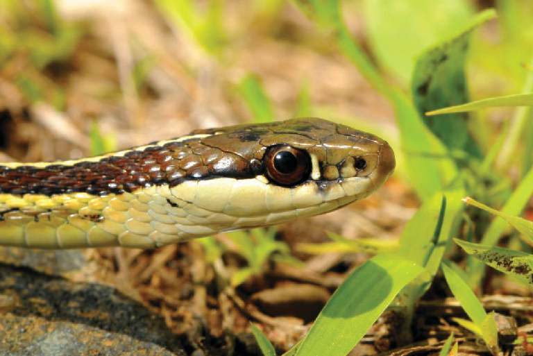 Eastern Ribbon Snakes (Thamnophis Sauritus) | Info, Picts, Facts & More!