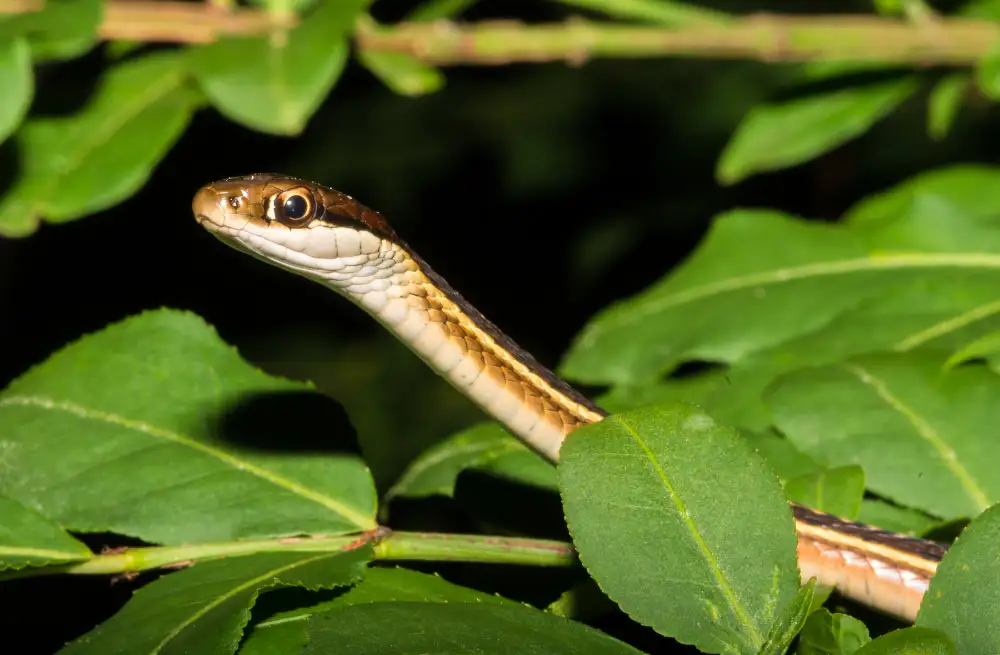 Eastern Ribbon Snakes (Thamnophis Sauritus) | Info, Picts, Facts & More!