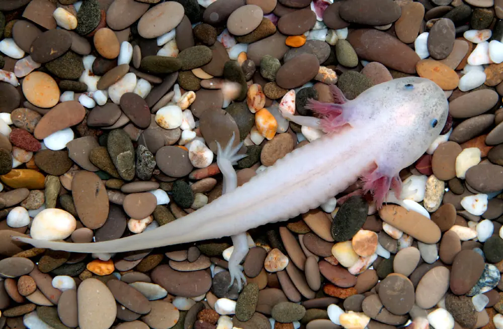 Axolotl: A Unique Aquatic Creature (facts, Pics and More)