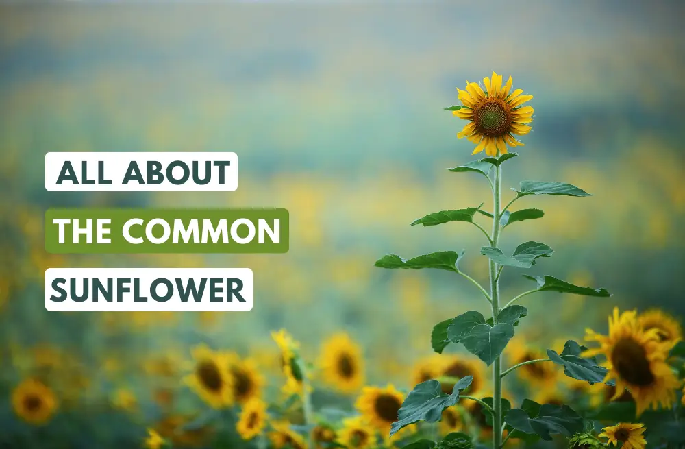 Helianthus annuus: All About Common Sunflowers