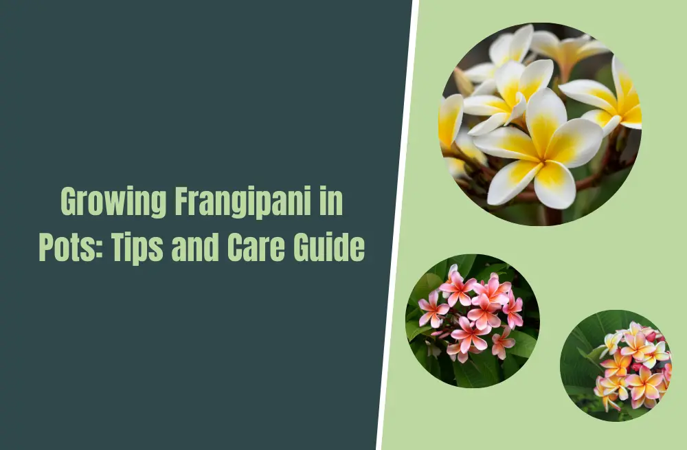 Growing Frangipani In Pots: Tips And Care Guide (Plumeria)