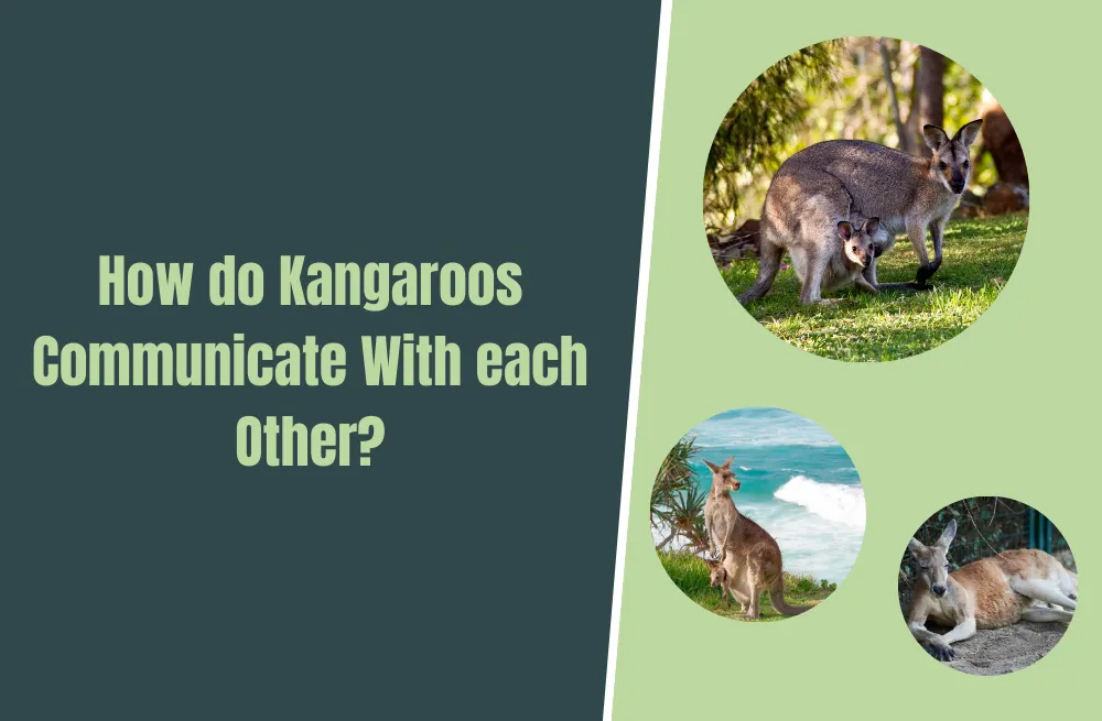 How do Kangaroos Communicate With each Other?