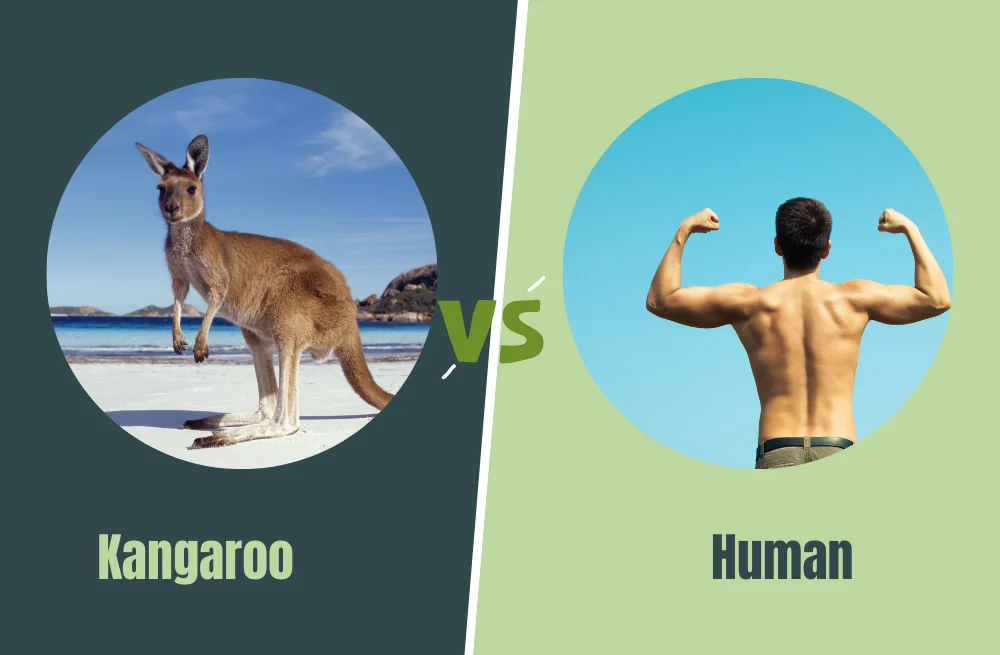 Human vs Kangaroo: Who Wins the Ultimate Fight?