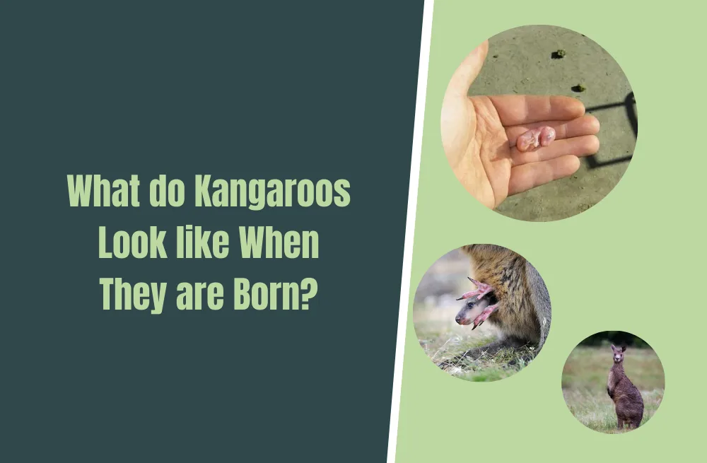 What do Kangaroos Look like When They are Born? - Natural World Life