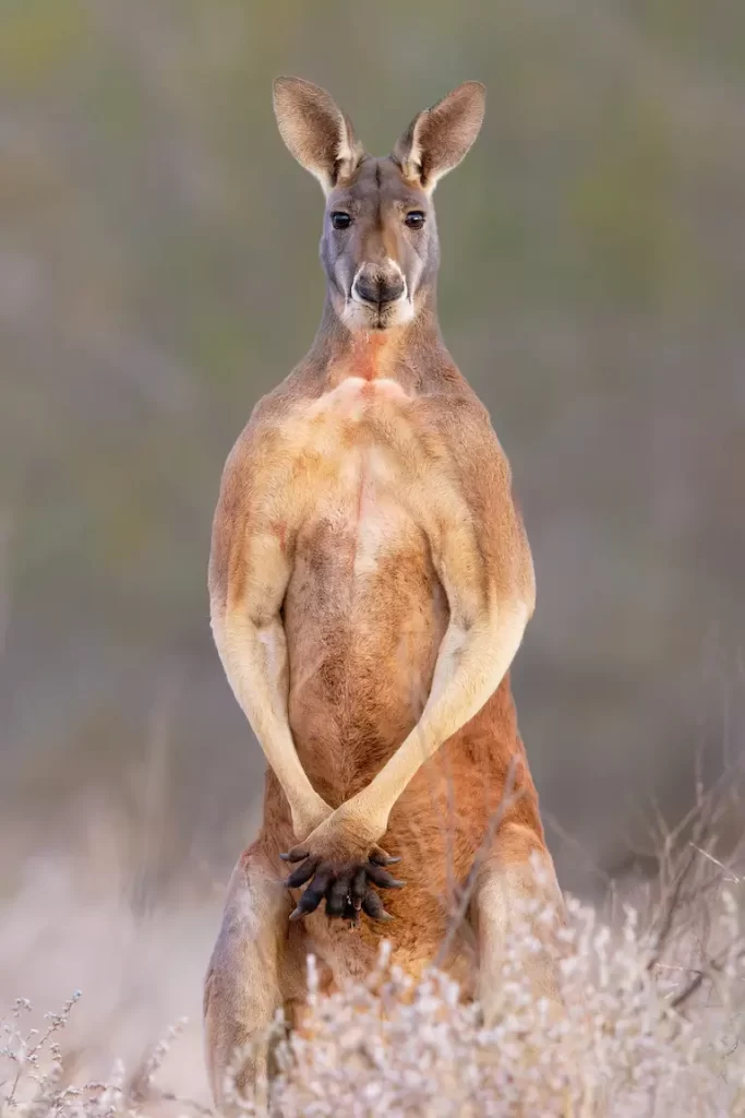 Male adult Kangaroo