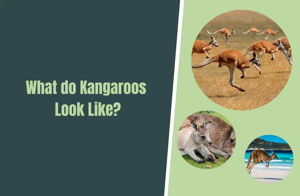 What Kangaroos Look Like: A Fascinating Insight Into Australia's Iconic 