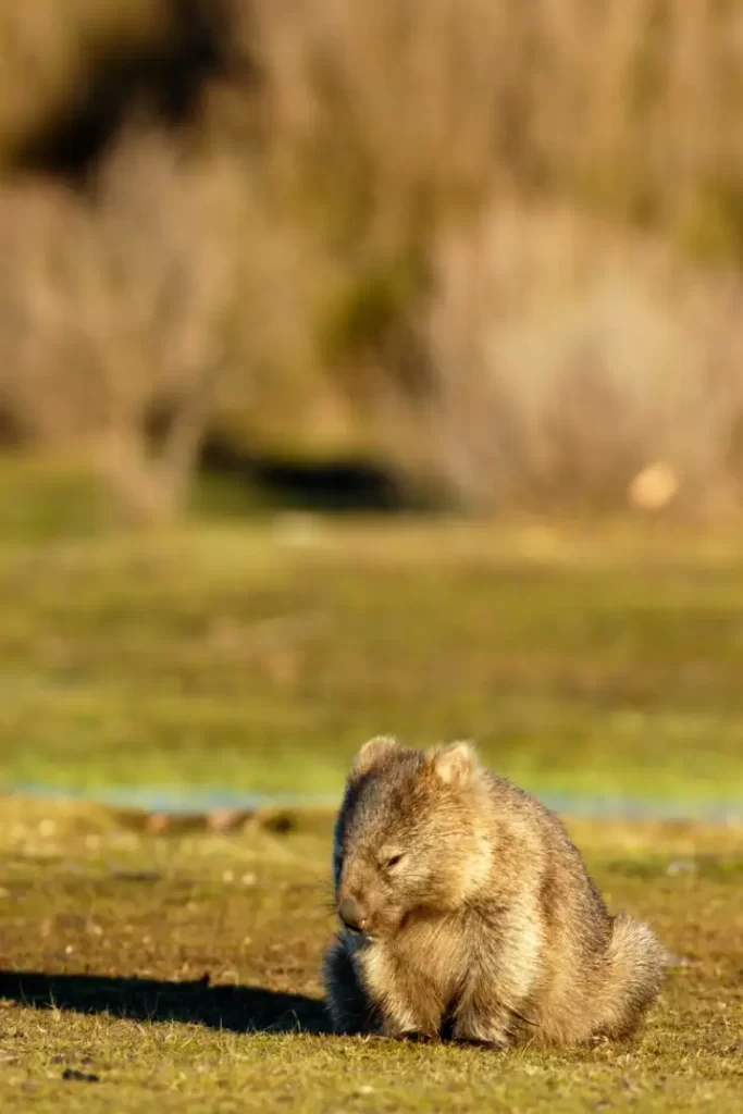 Wombats: Australia's Enigmatic Burrowers (Facts, Diet, Habitat & Pictures)