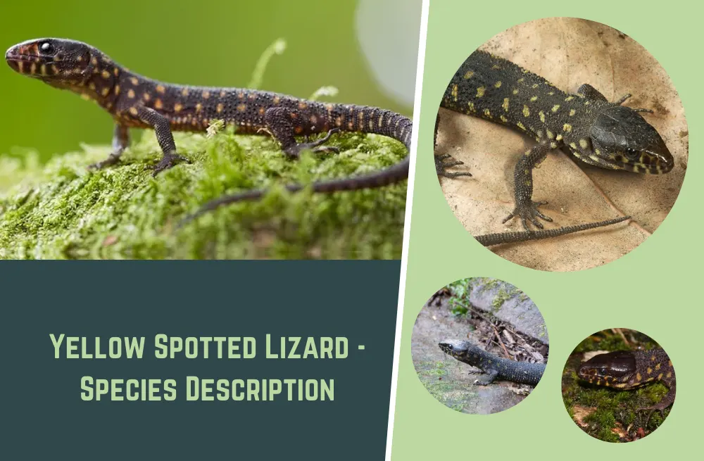 yellow-spotted-lizard-species-description-habitat-diet-facts-info