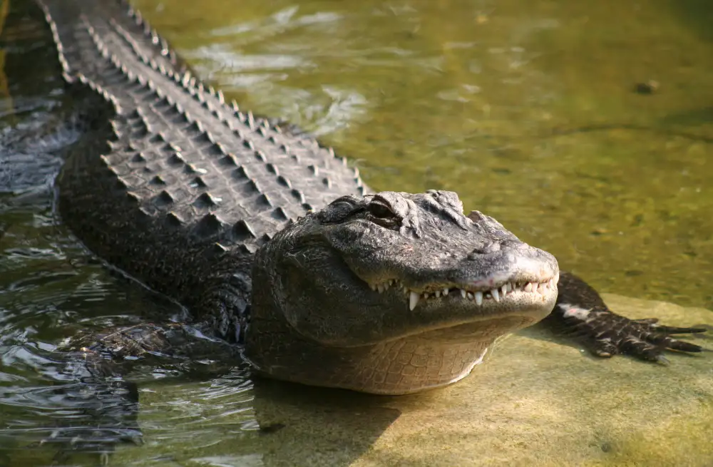 Do American Alligators Live in Mexico? - Natural World Life