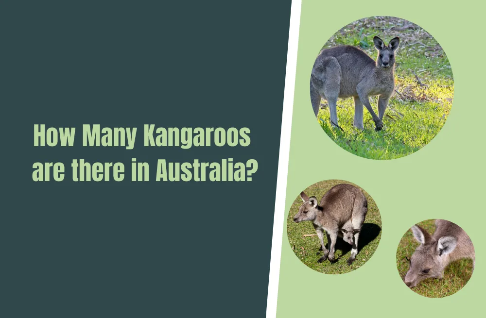 How Many Kangaroos are there in Australia? Natural World Life