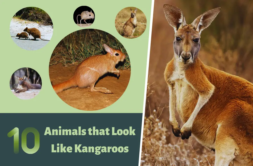 10 Animals That Look Like Kangaroos but Aren't (W/ Images)