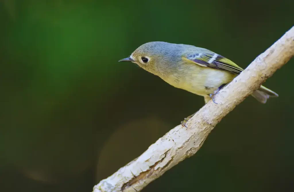 21+ Beautiful Types of Blue Birds (With images)