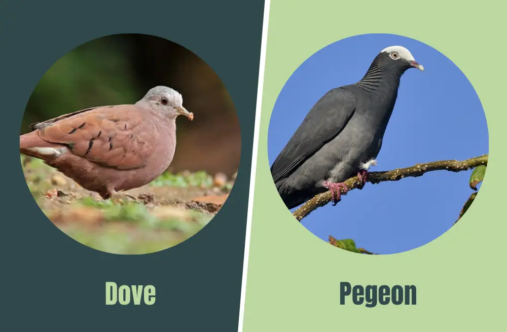 Pigeons vs. Doves: What Sets Them Apart in Size, Appearance, and Behavior