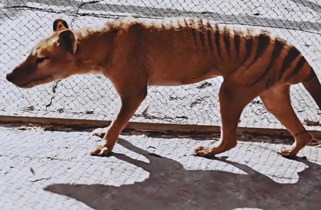 Enigmatic Tasmanian tiger in a cage