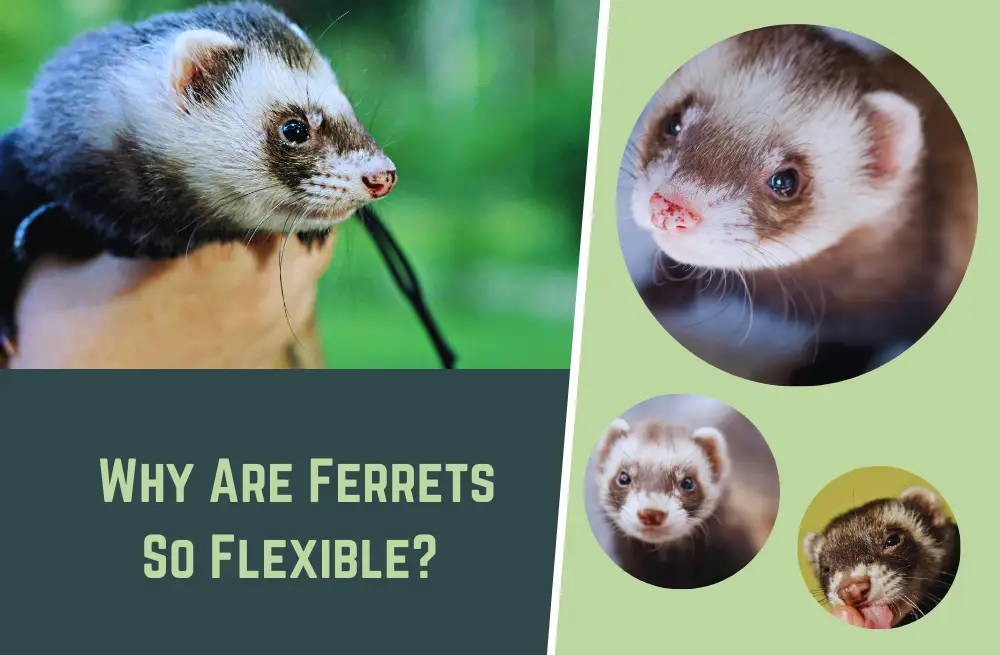 Why Are Ferrets So Flexible? (Here's what You Need to Know)