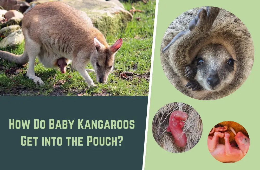 How Do Baby Kangaroos Get Into The Pouch Natural World Life   How Do Baby Kangaroos Get Into The Pouch .webp