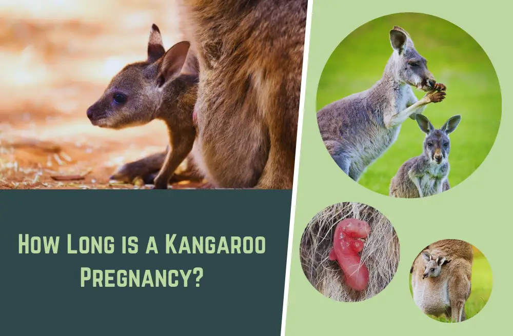 Kangaroo Reproduction: How Long is a Kangaroo Pregnancy?