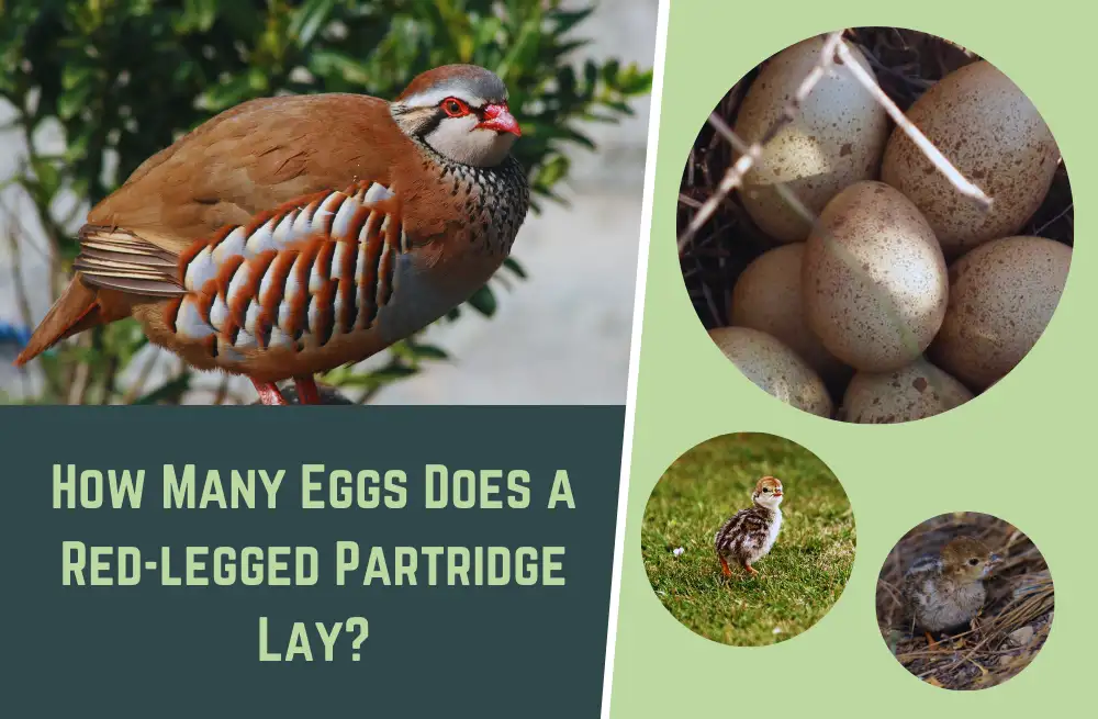 how-many-eggs-does-a-red-legged-partridge-lay