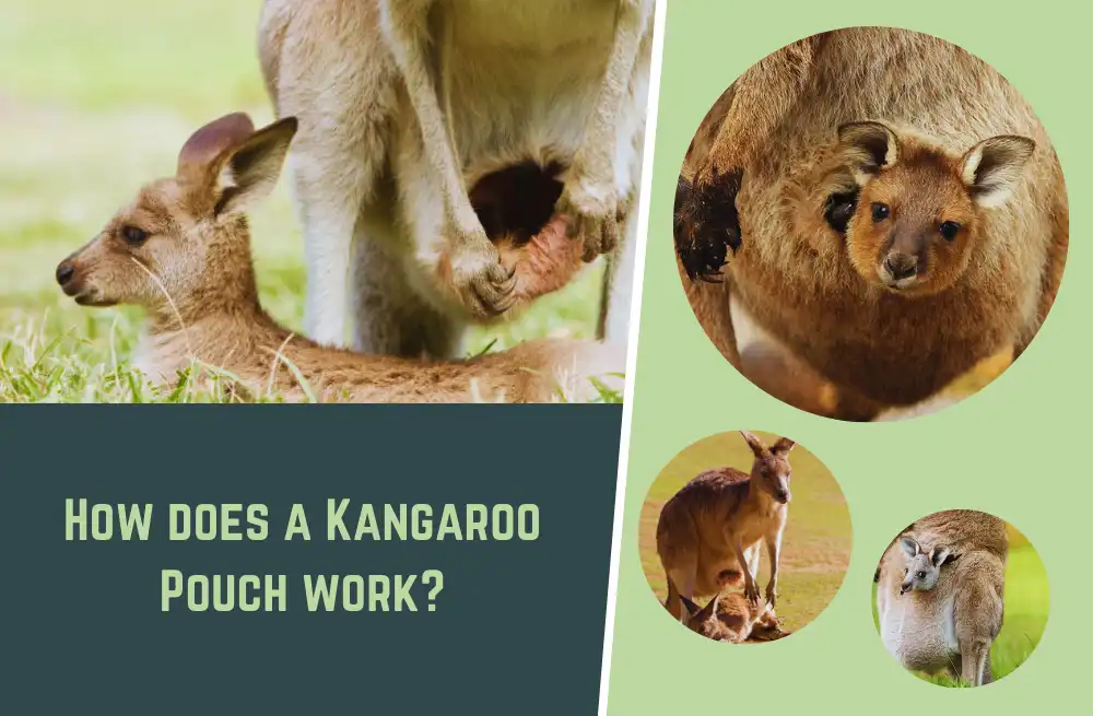 How does a Kangaroo Pouch work? (Everything You Need to Know)