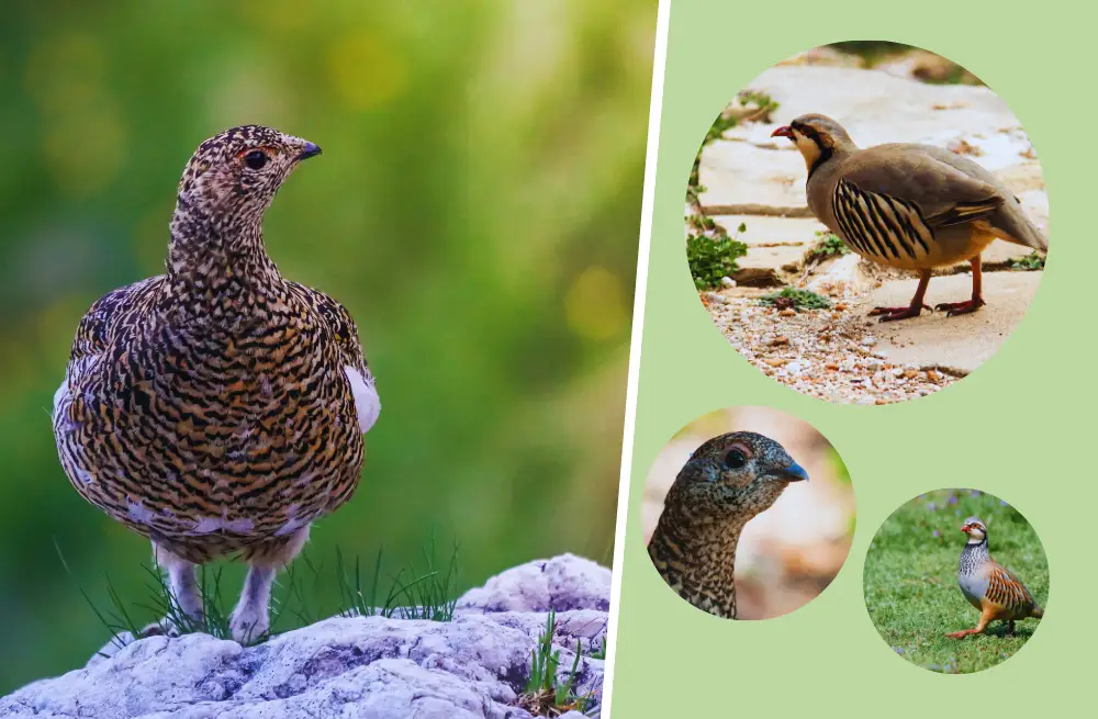 Exploring the Beauty and Behaviors of Partridges (Species, Habitat