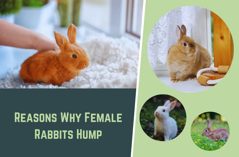 rabbits-behavior-reasons-why-female-rabbits-hump-natural-world-life