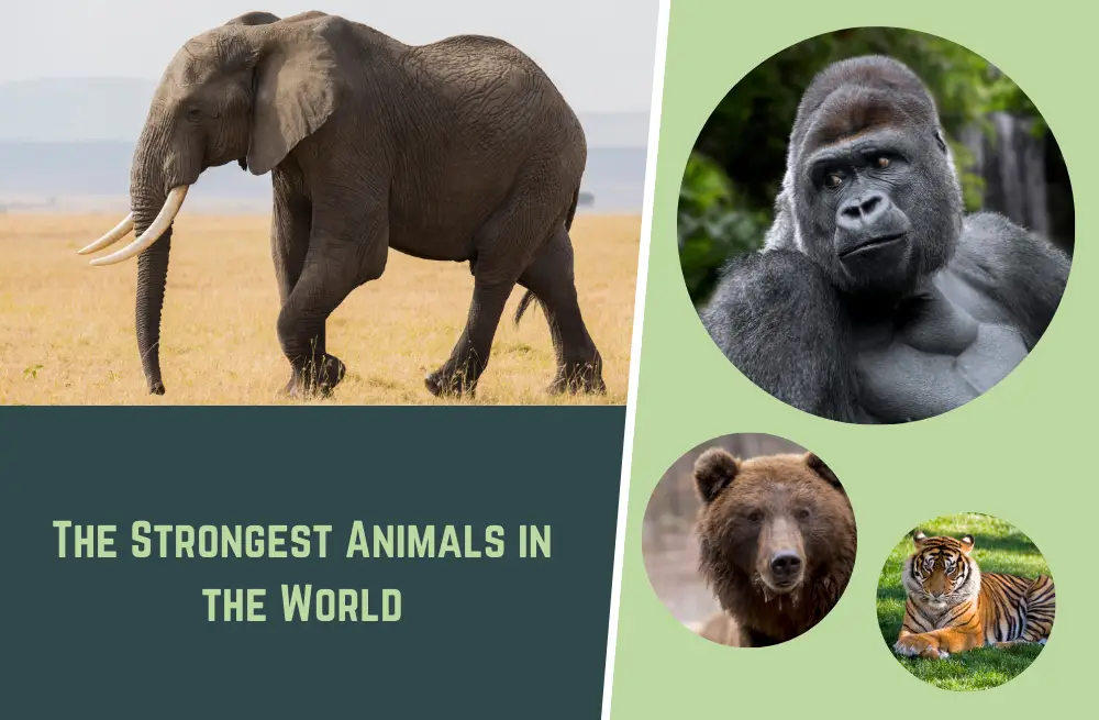 the-top-10-strongest-animals-on-earth-with-pictures