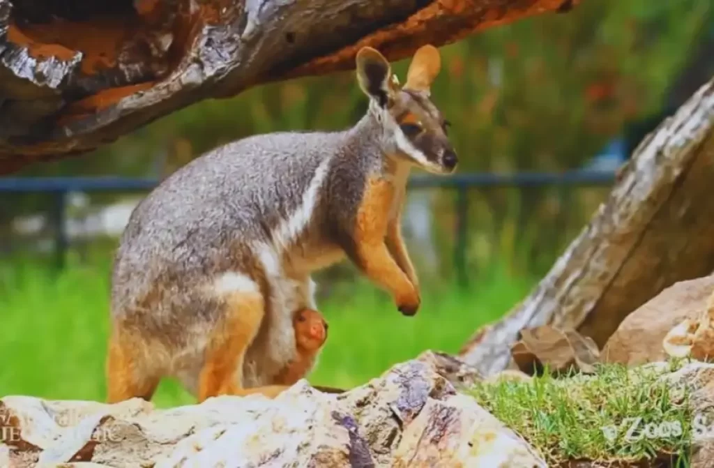 21+ Animals Like Kangaroos & Their Similarities (With Images)