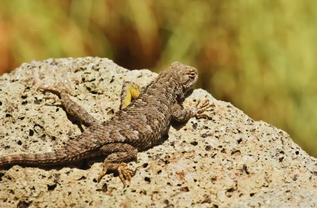 Close-up of a Western Fence Lizard with its distinctively patterned back.