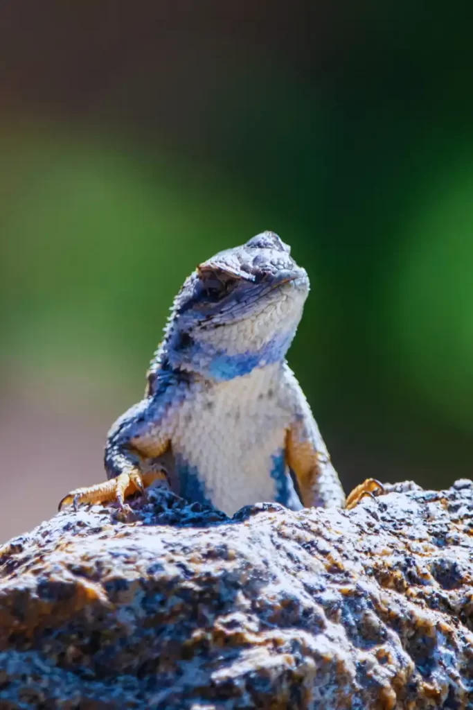 Close-up of a Vibrant Blue-Bellied Western Fence Lizard