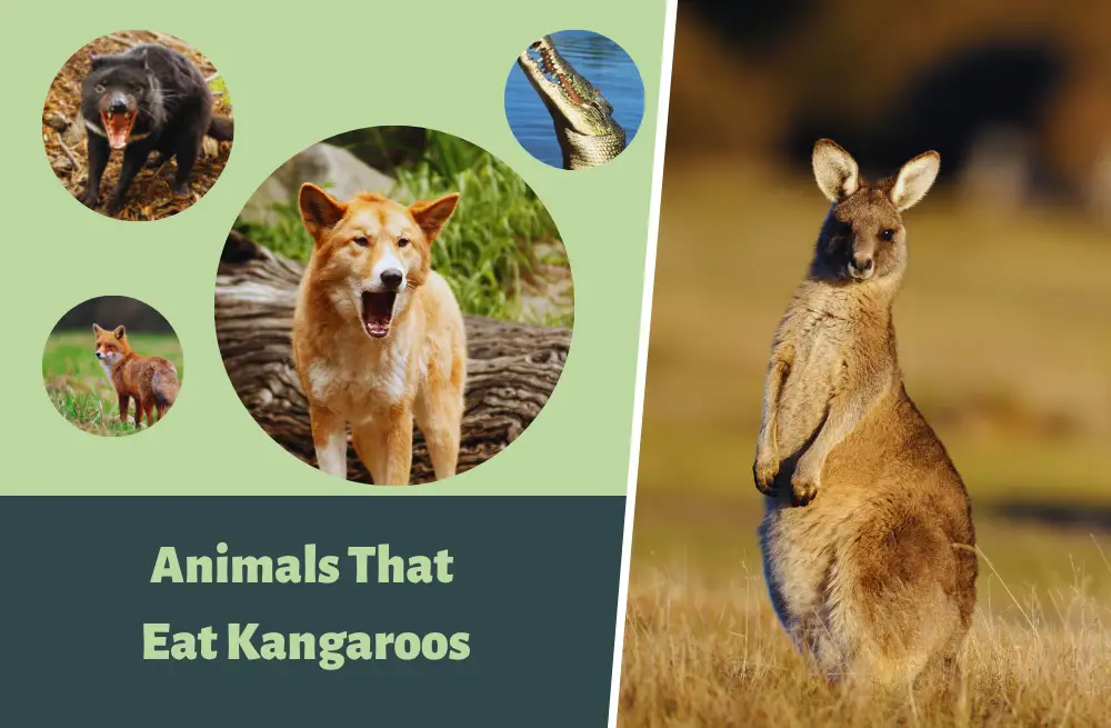 kangaroo-predators-what-eats-kangaroos-9-natural-predators