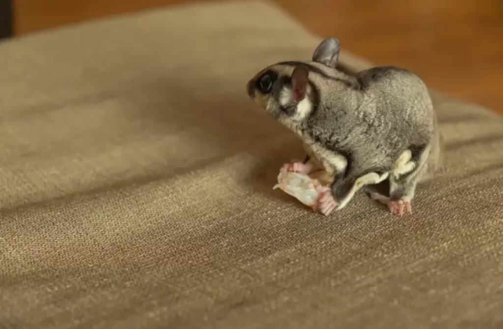 Owning a Sugar Glider: Are You Ready for the Commitment? - Natural ...