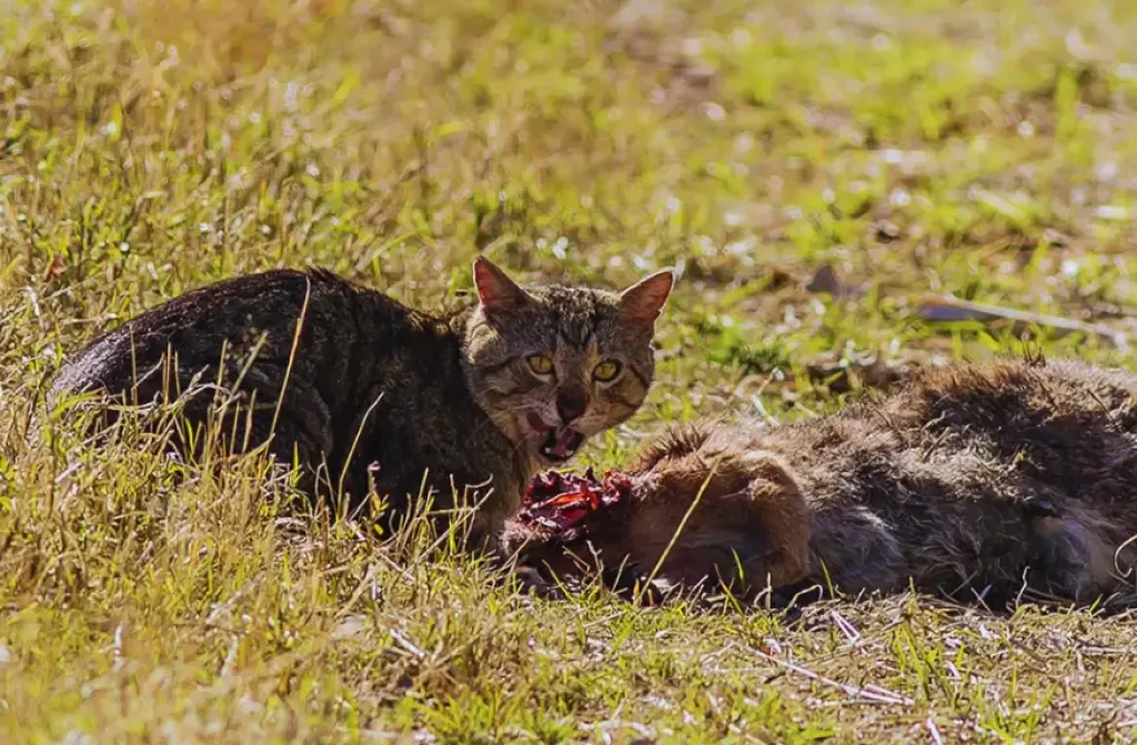 A Australian feral cat feeding on a kangaroo carcass