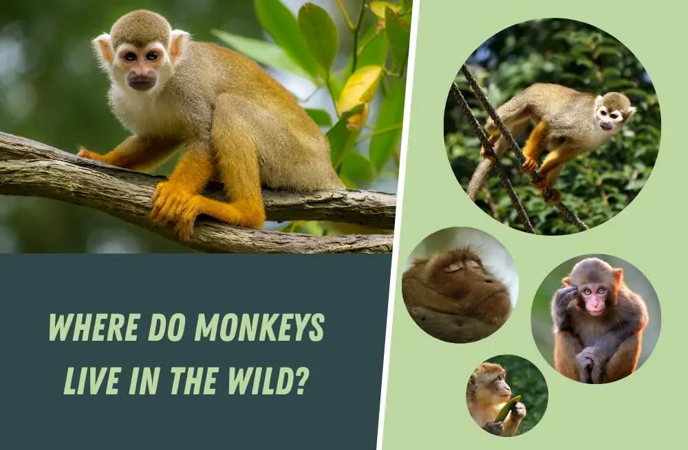 where-do-monkeys-live-in-the-wild-answered