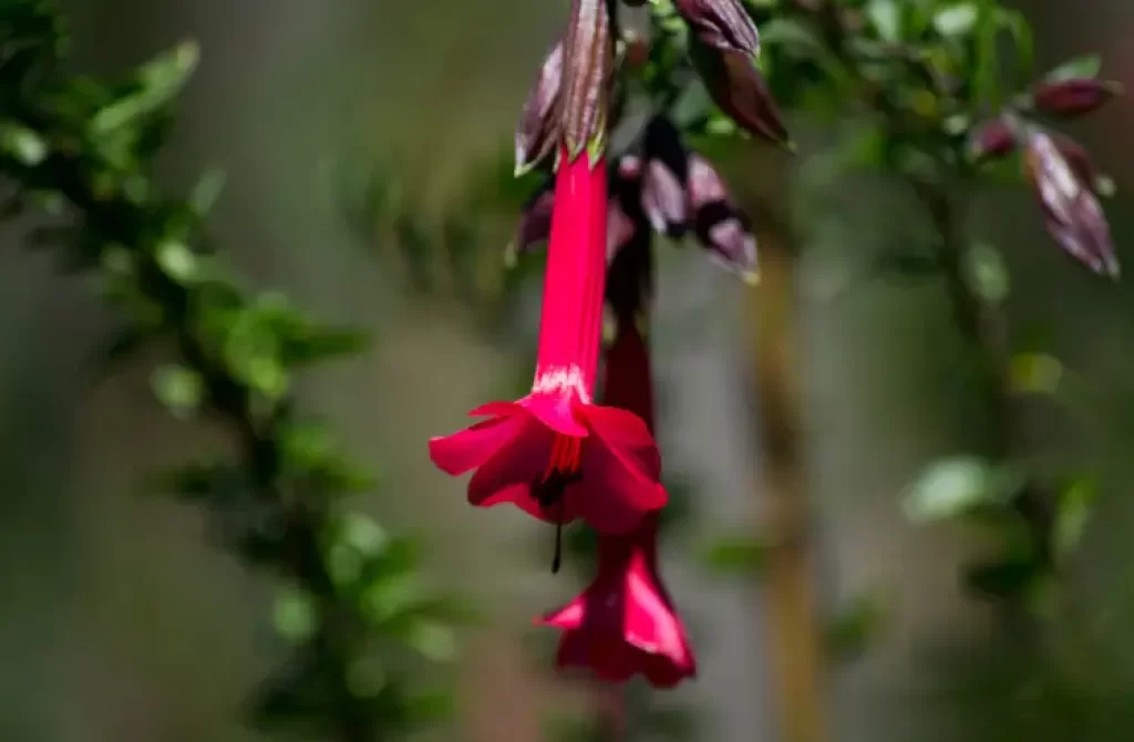 Red Cantuta flower, national flower of Peru, with a blurred background.