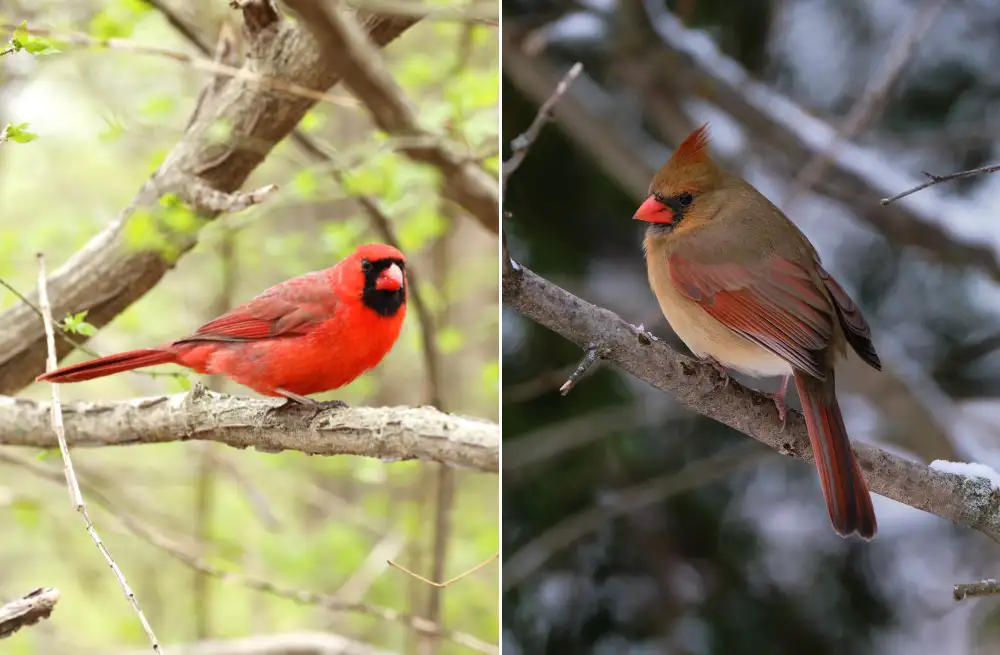 What are the Key Predators of Cardinal birds? (7+ Animals)