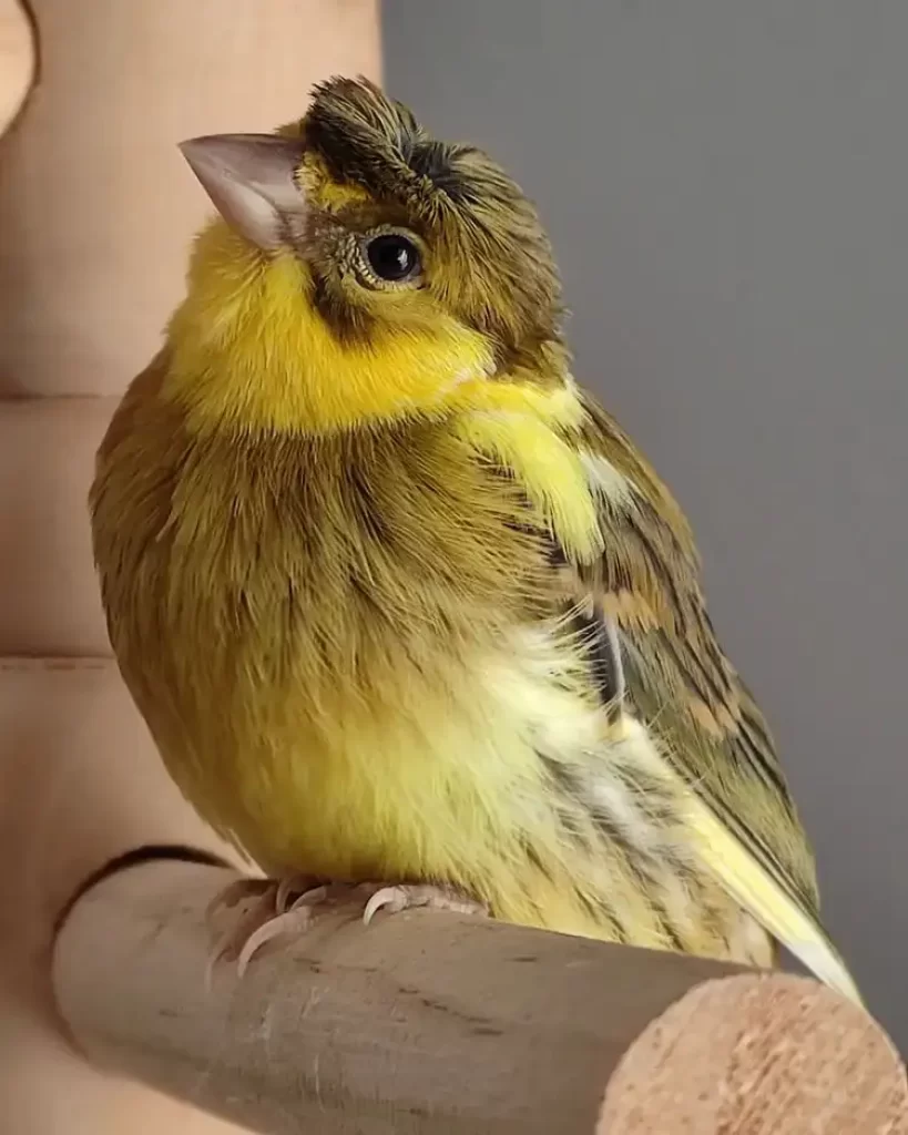 Yellow Crested Canary perched on wood, close-up.