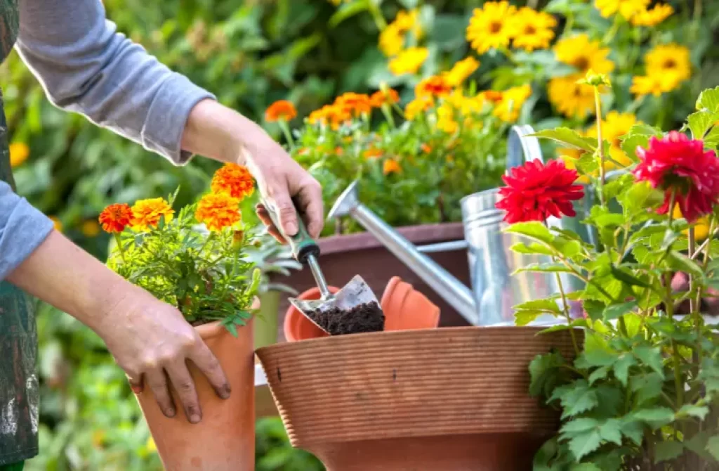 A person tending to potted flowers, using a small shovel to add soil, surrounded by a vibrant display of various plants.