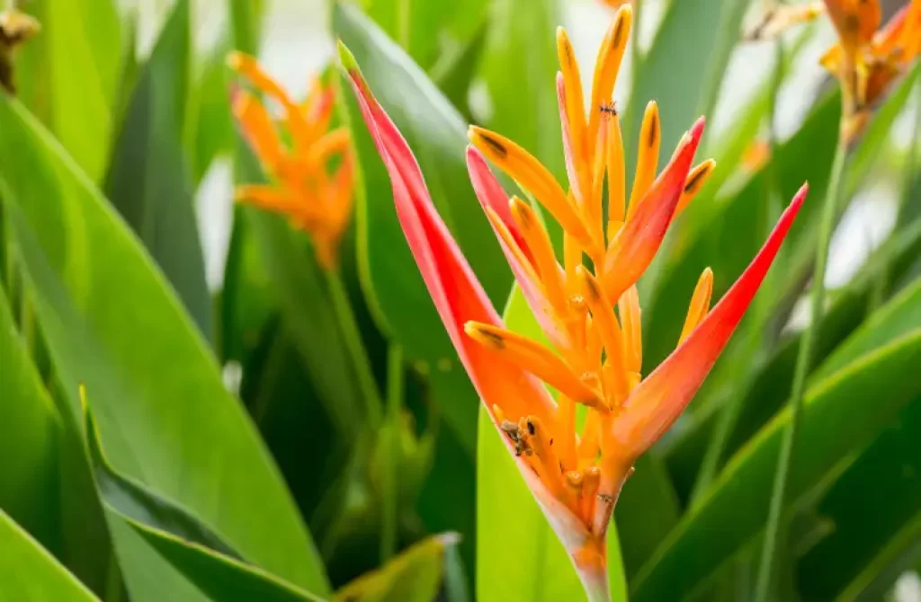 Vibrant orange and red heliconia flower amidst lush green leaves.