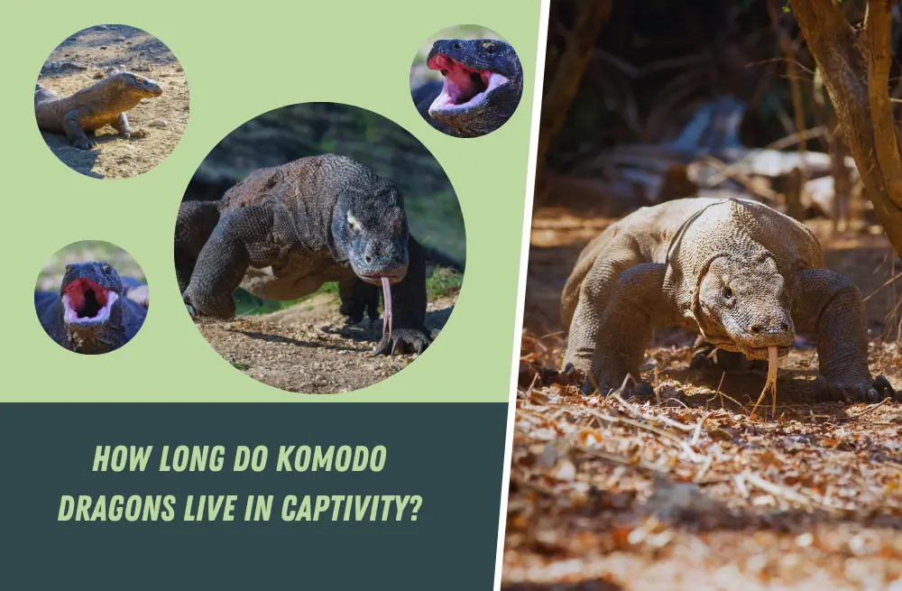 How Long Do Komodo Dragons Live in Captivity? [Answered]