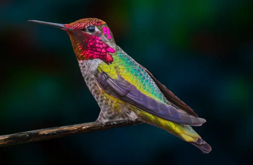 Hummingbird perched on a dead branch