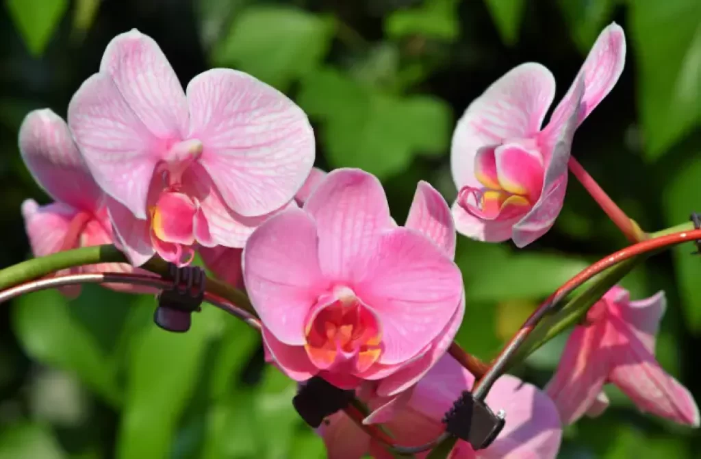 Pink orchid blossoms in sunlight with a green leafy background.