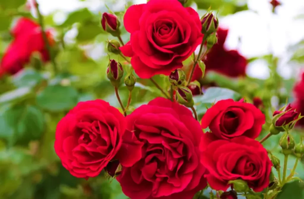 Lush red roses in full bloom with buds, set against a green backdrop.