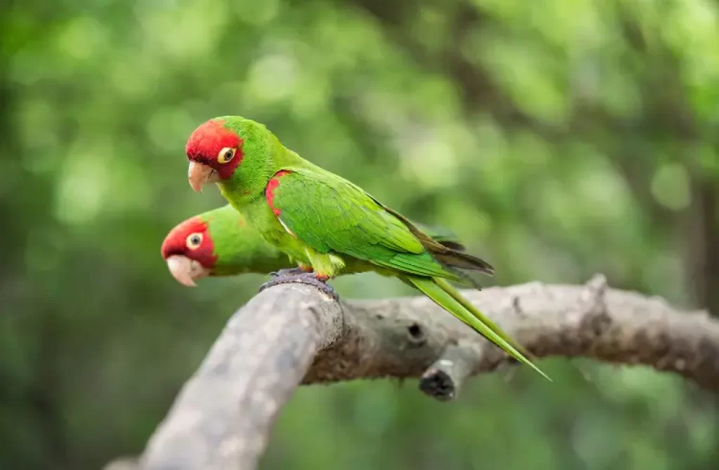 a couple of Red-masked Parakeets perched on a tree